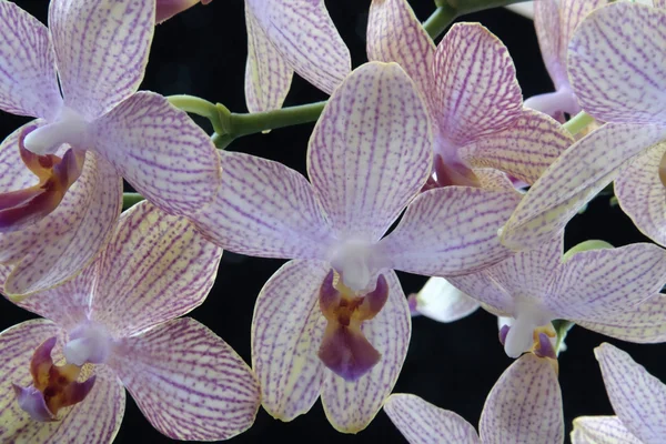 Flores coloridas da orquídea — Fotografia de Stock