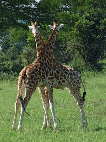 Combatiendo jirafas en África — Foto de Stock