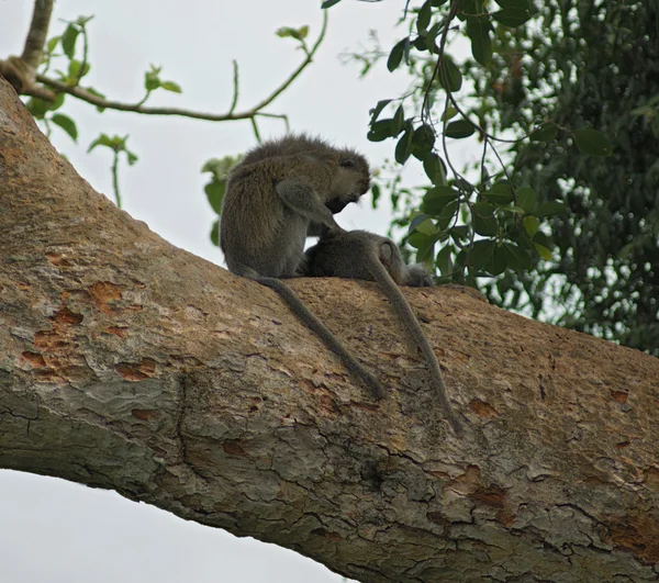 坐在大树枝上的黑脸猴子 — 图库照片