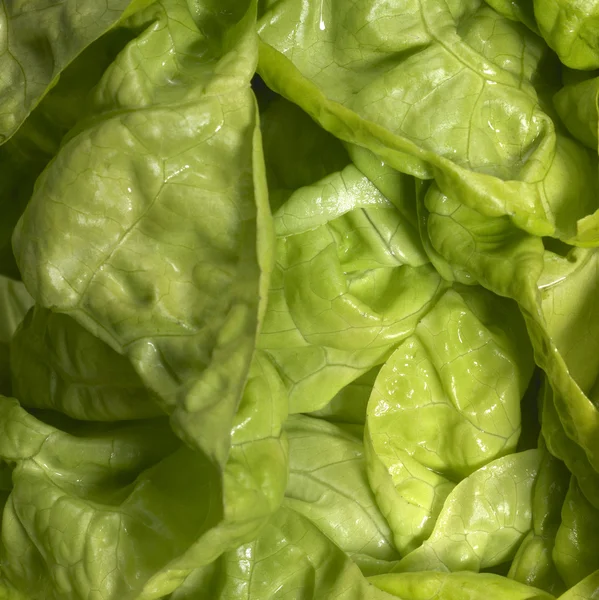 Свежий зеленый салат крупным планом — стоковое фото