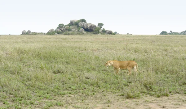 Lion in the Serengeti — Stock Photo, Image