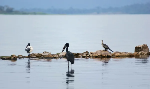 Птицы на озере Виктория — стоковое фото