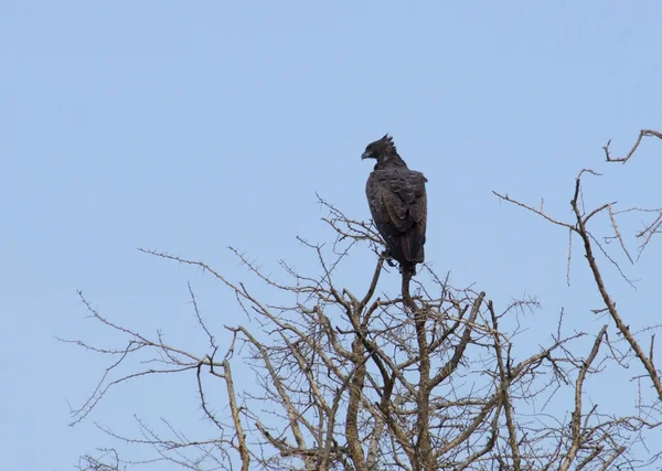 Длиннохохлый орёл в Африке — стоковое фото