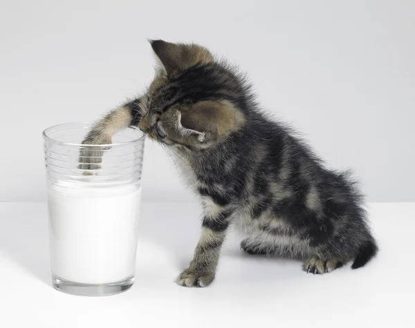Kitten fishing for milk — Stock Photo, Image