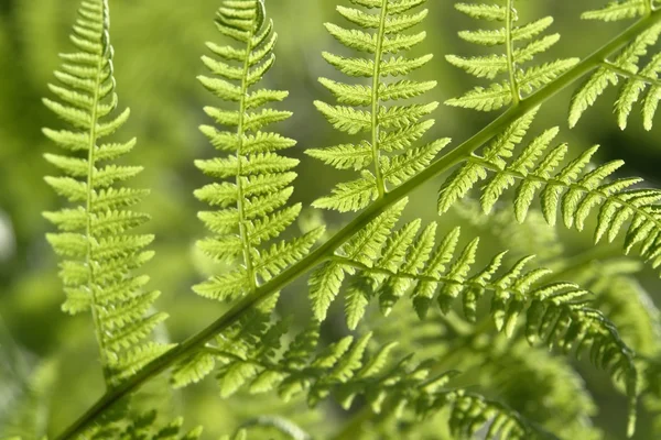 Fresh green fern leaf — Stock Photo, Image