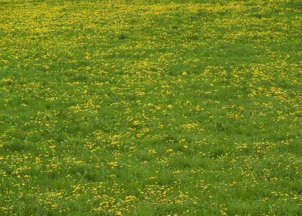 stock image Vibrant dandelion meadow