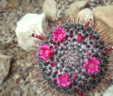 Cactus in flower clipart