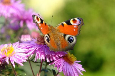 Peacock butterfly on violet flowers clipart