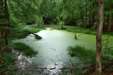 Overgrown tarn in the forest clipart