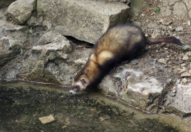 Waterside Ferret in stony ambiance clipart