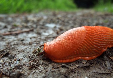 Red slug on the ground clipart