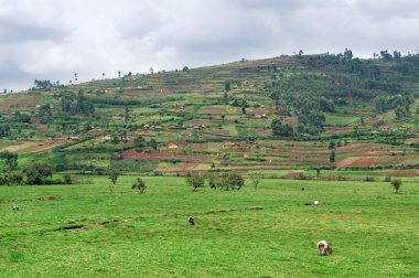 Virunga Mountains in cloudy ambiance clipart