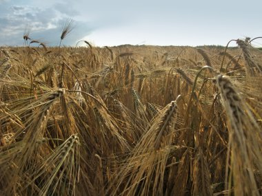 Barley field clipart