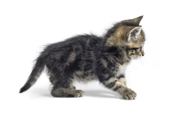 Playing young kitten — Stock Photo, Image