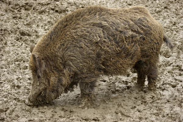 Muddy Wild boar — Stock Photo, Image