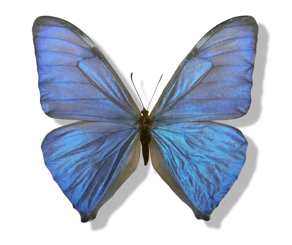 Blue iridescent butterfly — Stock Photo, Image