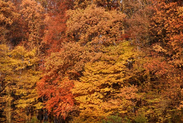 Astratto autunno indietro — Foto Stock