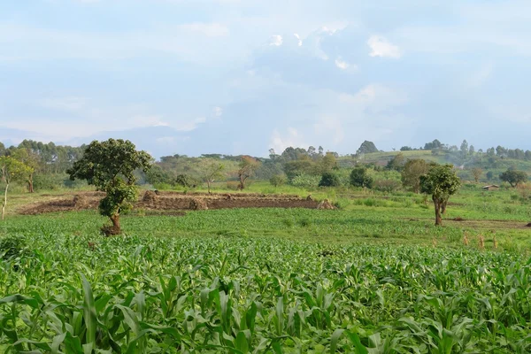 In der nähe von rwenzori-bergen in uganda — Stockfoto