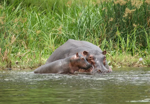 Veau hippopotame et vache au bord de l'eau en Ouganda — Photo