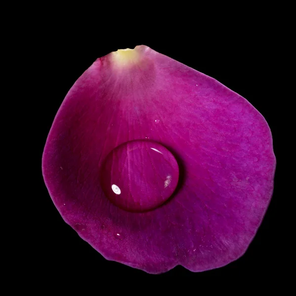 Pétalo de rosa violeta y gota de agua — Foto de Stock