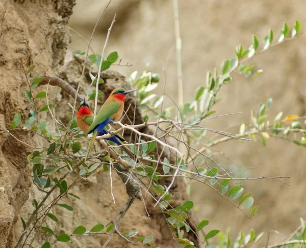 Renkli bee-eaters ve dallar — Stok fotoğraf