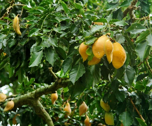 Gula frukter i uganda — Stockfoto