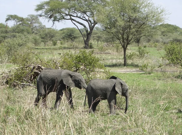 Savannah con dos elefantes jóvenes —  Fotos de Stock
