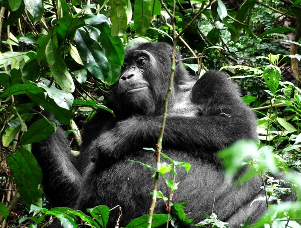 Gorila en vegetación verde — Foto de Stock