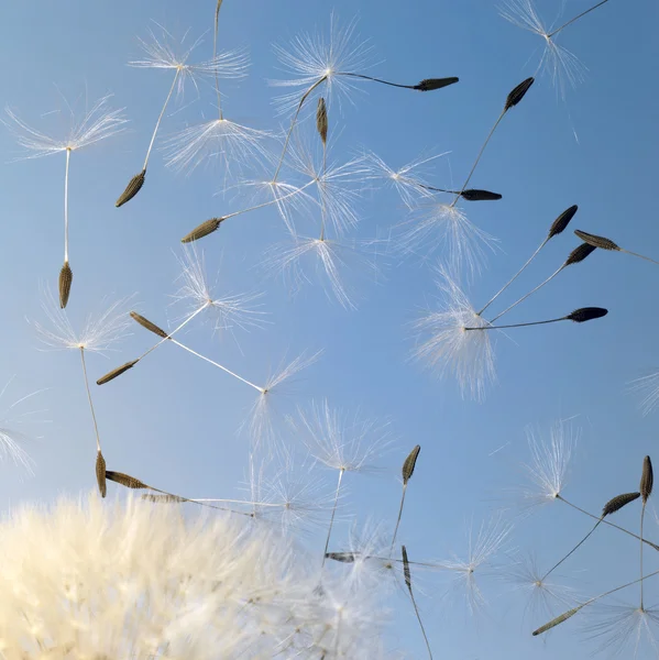 Mavi sırt karahindiba tohumları uçuyor — Stok fotoğraf