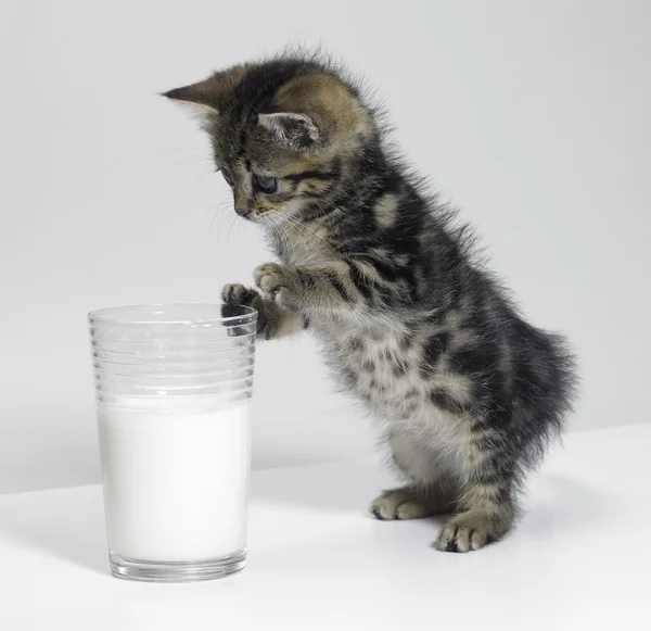 Kitten looking at a glass of milk — Stock Photo, Image