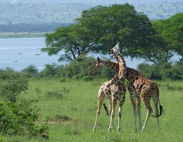 Zürafalar Afrika dövüşte — Stok fotoğraf