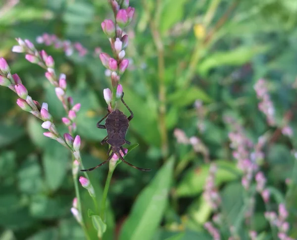 Bug marrom na vegetação herbal — Fotografia de Stock