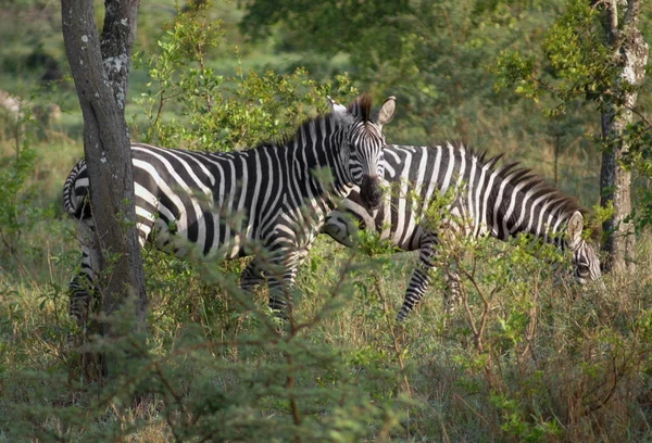Zebras in Uganda — Stock Photo, Image