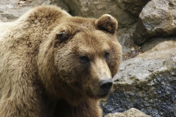 Medvěd hnědý v kamenité zpět — ストック写真