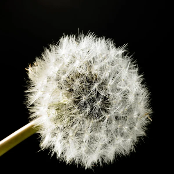 Dandelion blowball em preto de volta — Fotografia de Stock