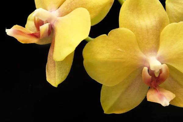 Flores amarillas de orquídea —  Fotos de Stock