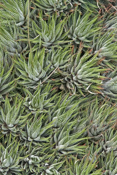 Abstracte succulente planten — Stockfoto