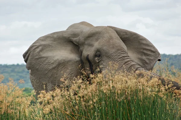 Elephant in high grassy vegetation — Stock Photo, Image