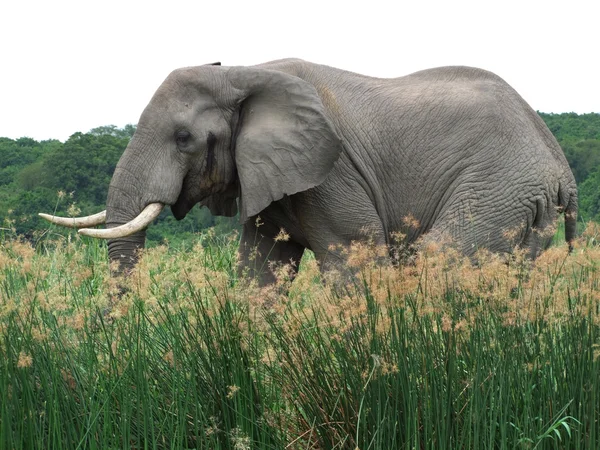 Слон в Уганді — стокове фото