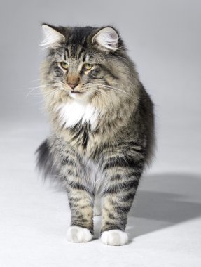 Tabby Norwegian Forest cat clipart