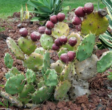 Cactus pear clipart