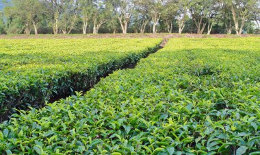 Tea estate in Africa clipart