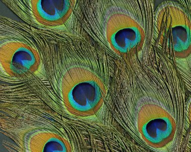 Peacock feathers clipart