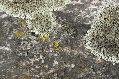 Greenish lichen on stony ground clipart