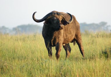 African Buffalo in Uganda clipart