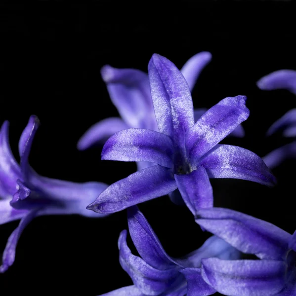 Flores azuis em preto — Fotografia de Stock