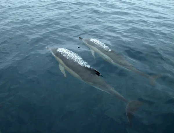 Stiger upp delfiner — Stockfoto