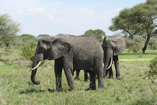 Savannah krajina s sloni v Africeアフリカ象とサバンナの風景 — ストック写真