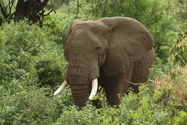 Слон в зеленой растительности — стоковое фото