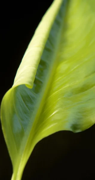 Abstract spring leaf detail — Stock Photo, Image